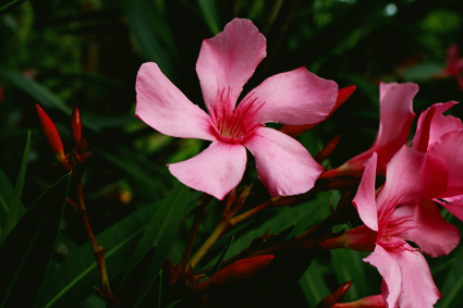 Eine Oleanderblüte bei uns im Garten...