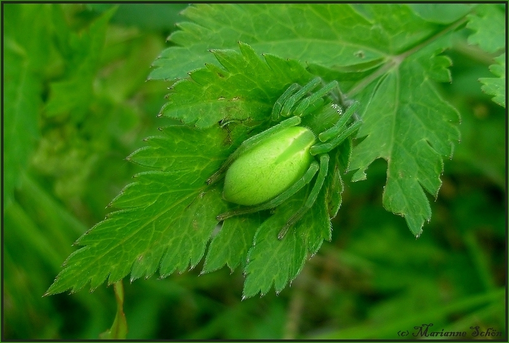 *Eine Olive mit Beinen*