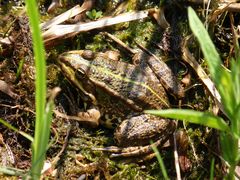 Eine optimale Tarnung - Teichfrosch (Rana esculenta)