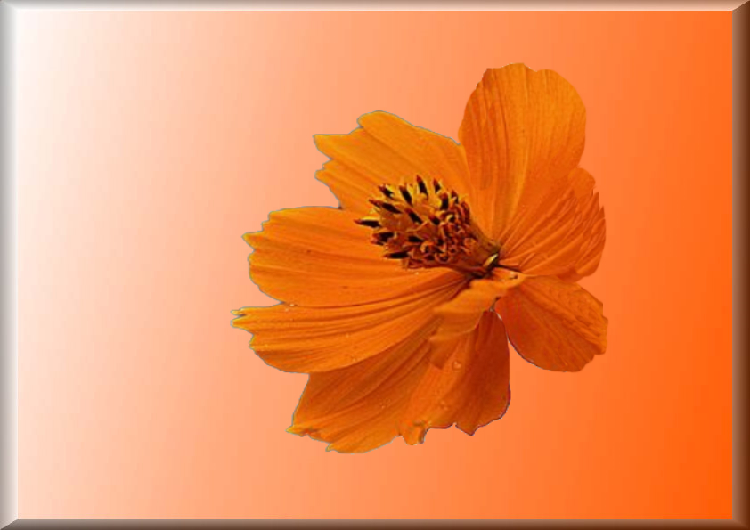 Eine orange Blüte