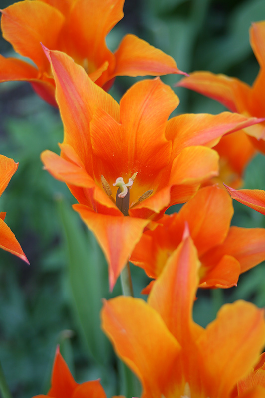 Eine orange Blüte Foto & Bild pflanzen, pilze & flechten, blüten