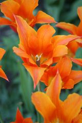 Eine orange Blüte