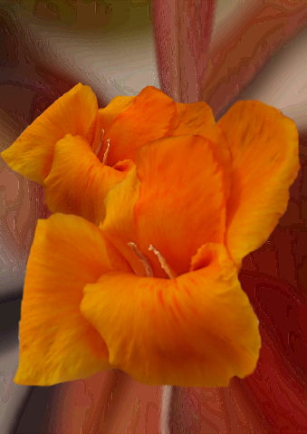 Eine Orange Blüte zur Wochenmitte