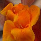 Eine Orange Blüte zur Wochenmitte