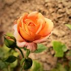 eine orange Rose