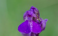 eine Orchiblüte aus der Eifel