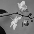 Eine Orchidee