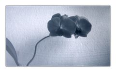 eine Orchidee ...