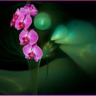 Eine Orchidee.....