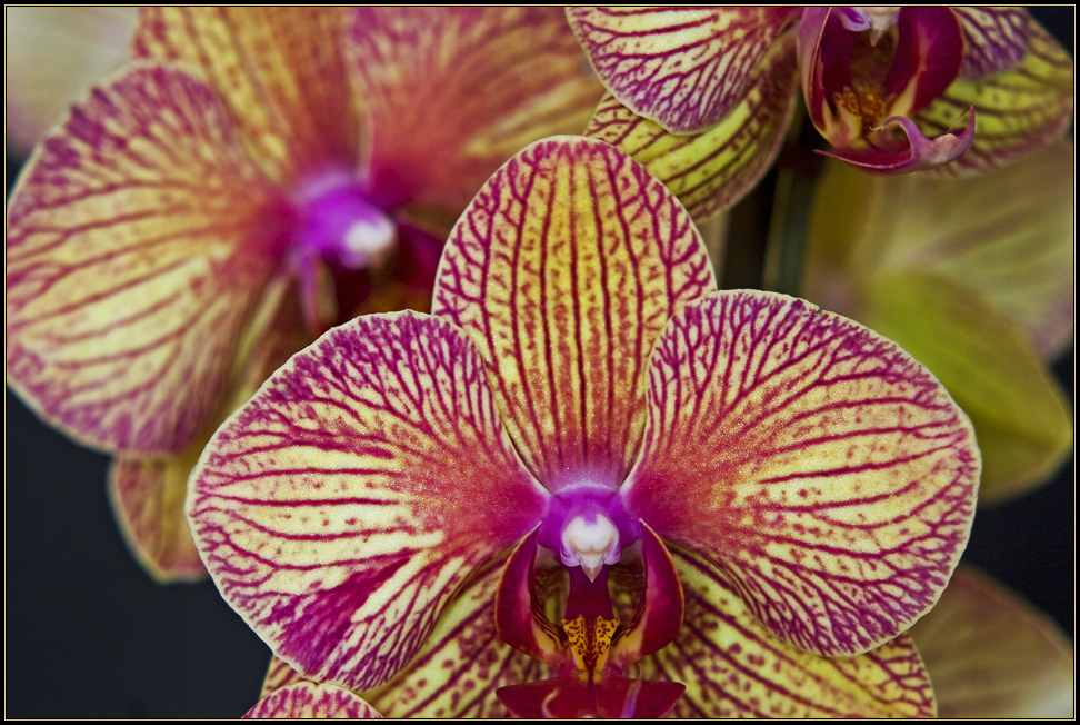 eine Orchidee