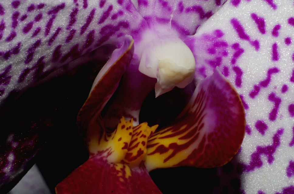 ...eine Orchidee