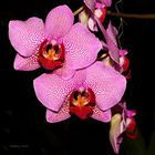 Eine Orchidee 