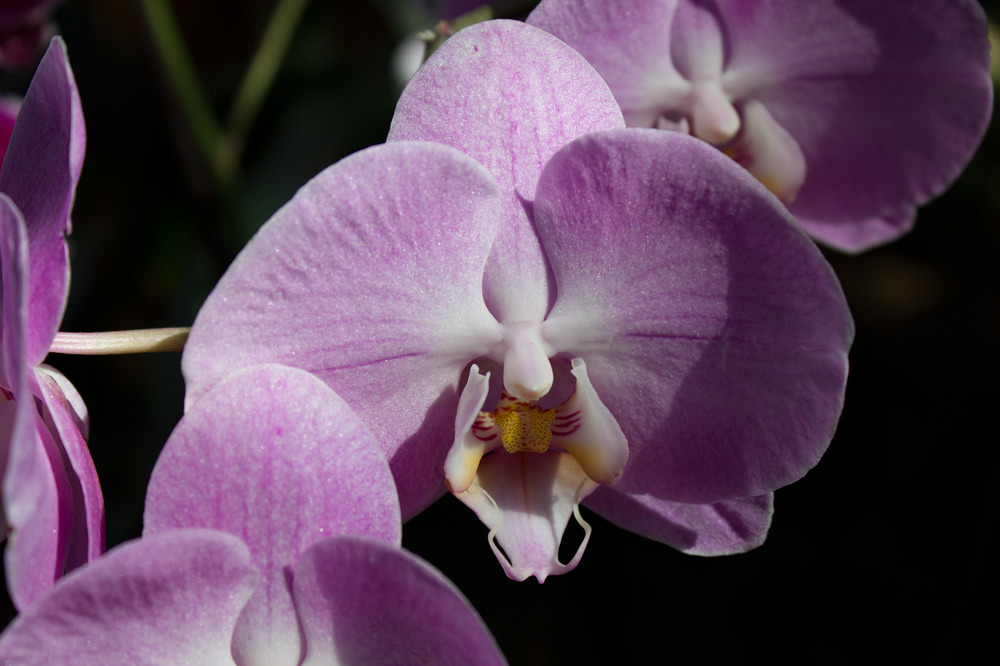 eine Orchidee aus der Biosphäre Potsdam