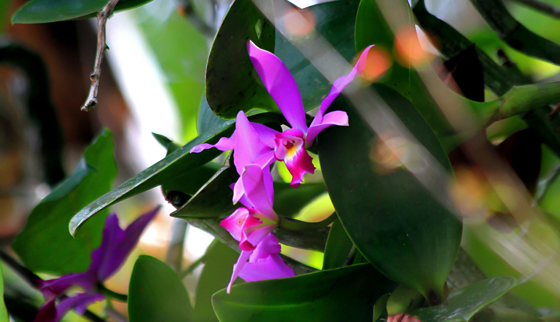 Eine Orchidee
