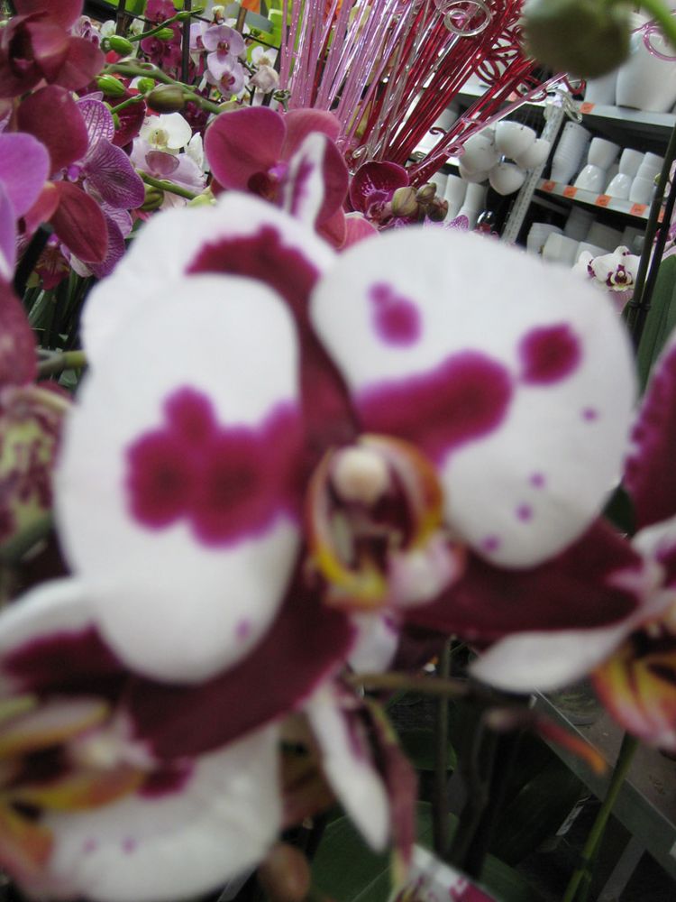 eine Orchidee Foto & Bild pflanzen, samen, natur, pflanzen Bilder auf