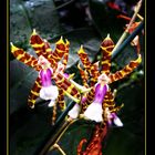 Eine Orchidee des Berggartens Hannover