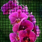 eine Orchidee