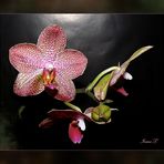 eine Orchidee für dich ..für dich.. und für alle