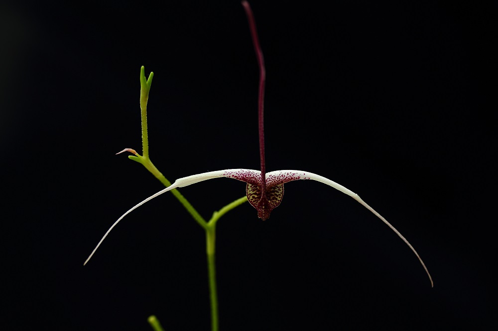 Eine Orchidee hebt ab