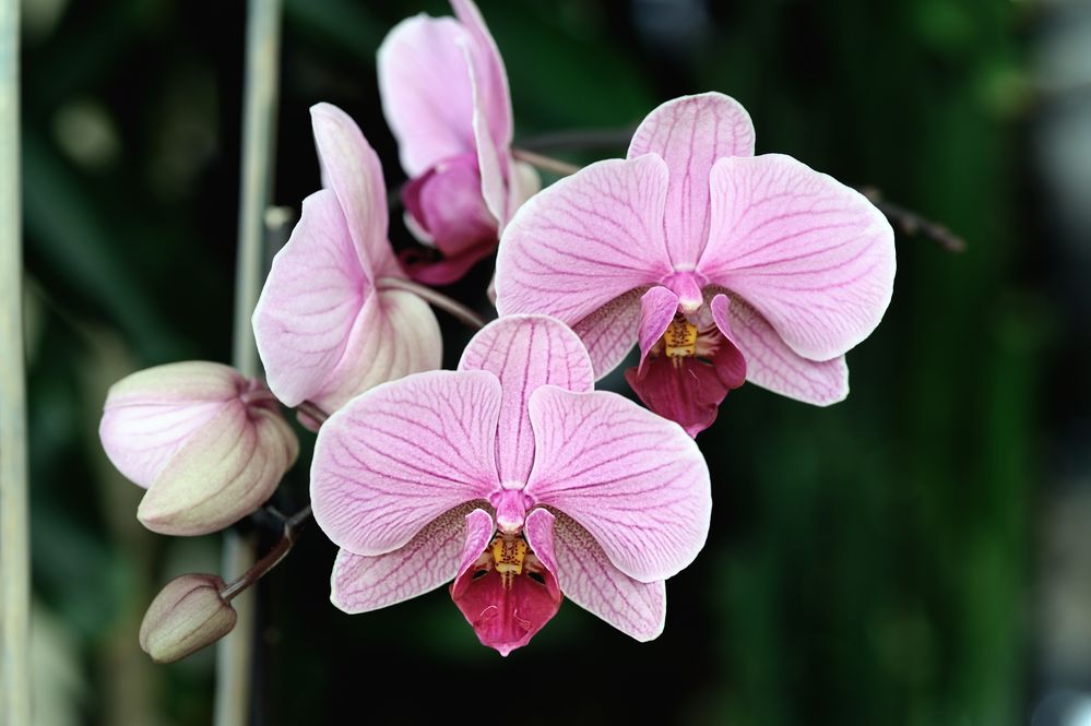 eine Orchidee im Abenddunkel von Andrea Homann 