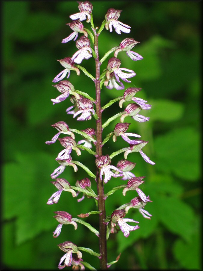 Eine Orchidee im Wald