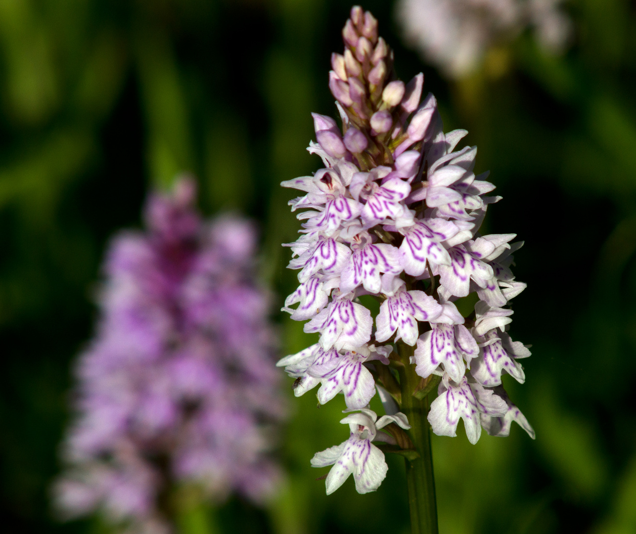 Eine Orchidee in freier Natur...