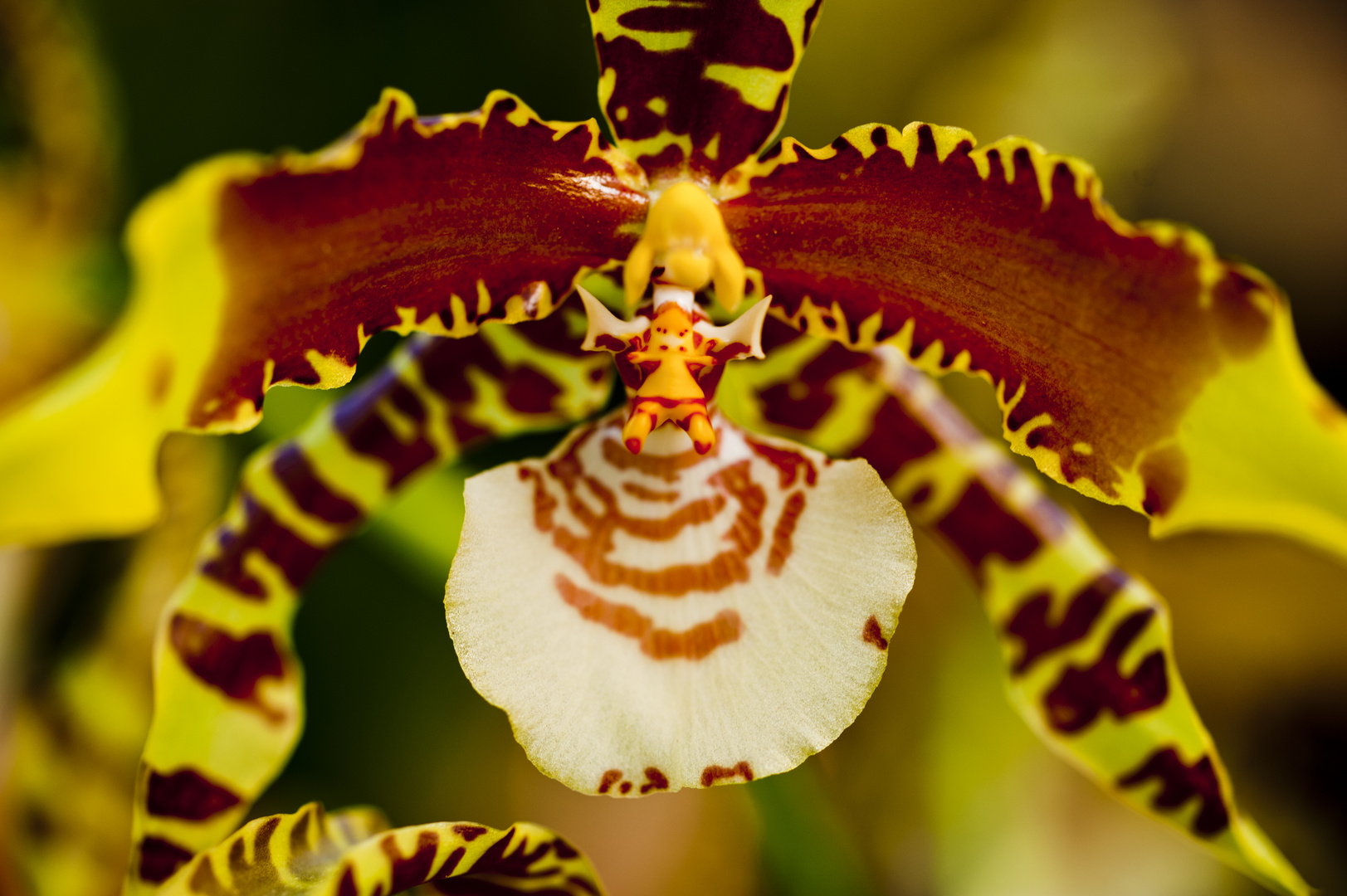 Eine Orchidee in Macro