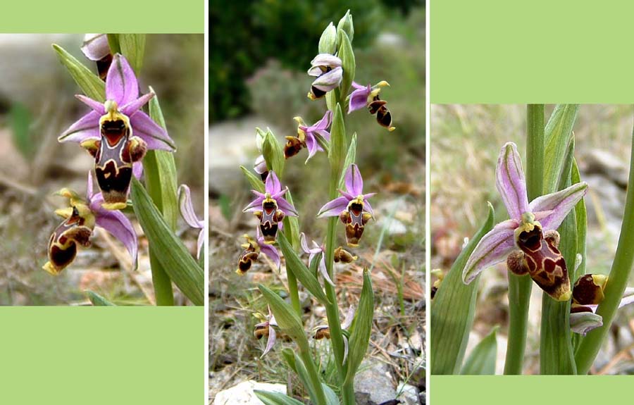 Eine Orchidee in Südfrankreich