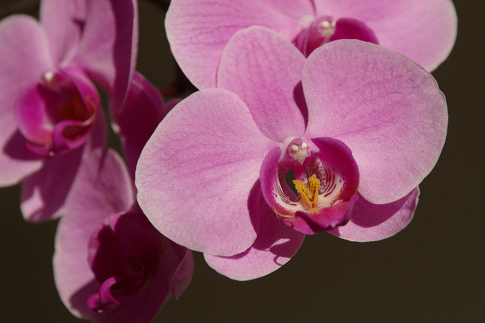 ... eine Orchidee näher betrachtet ...