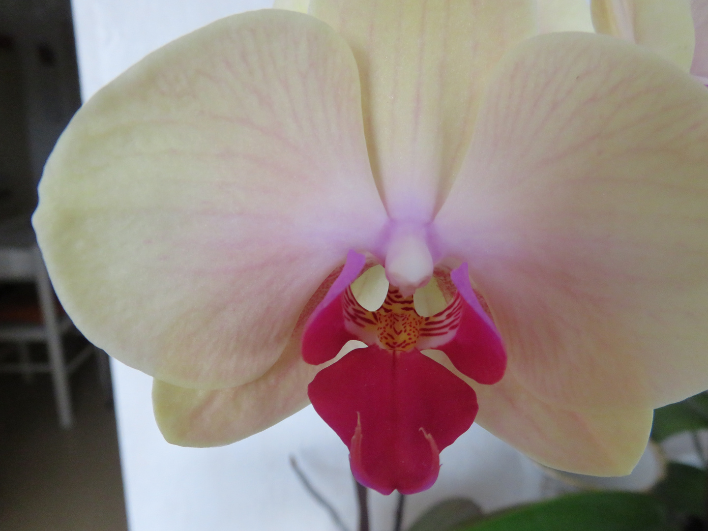 Eine Orchidee Nr.2