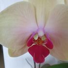 Eine Orchidee Nr.2