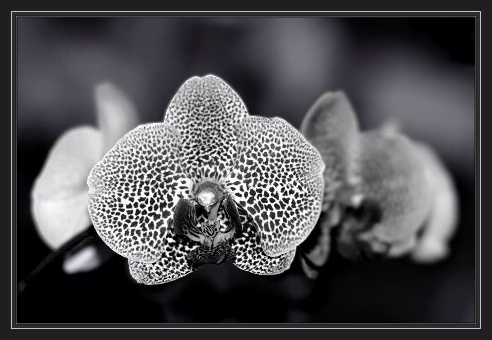 Eine Orchidee S/W ...