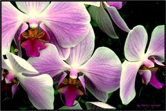 eine Orchidee / una orquidea