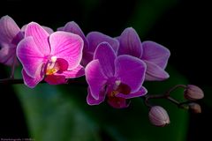 Eine Orchidee zum Sonntag