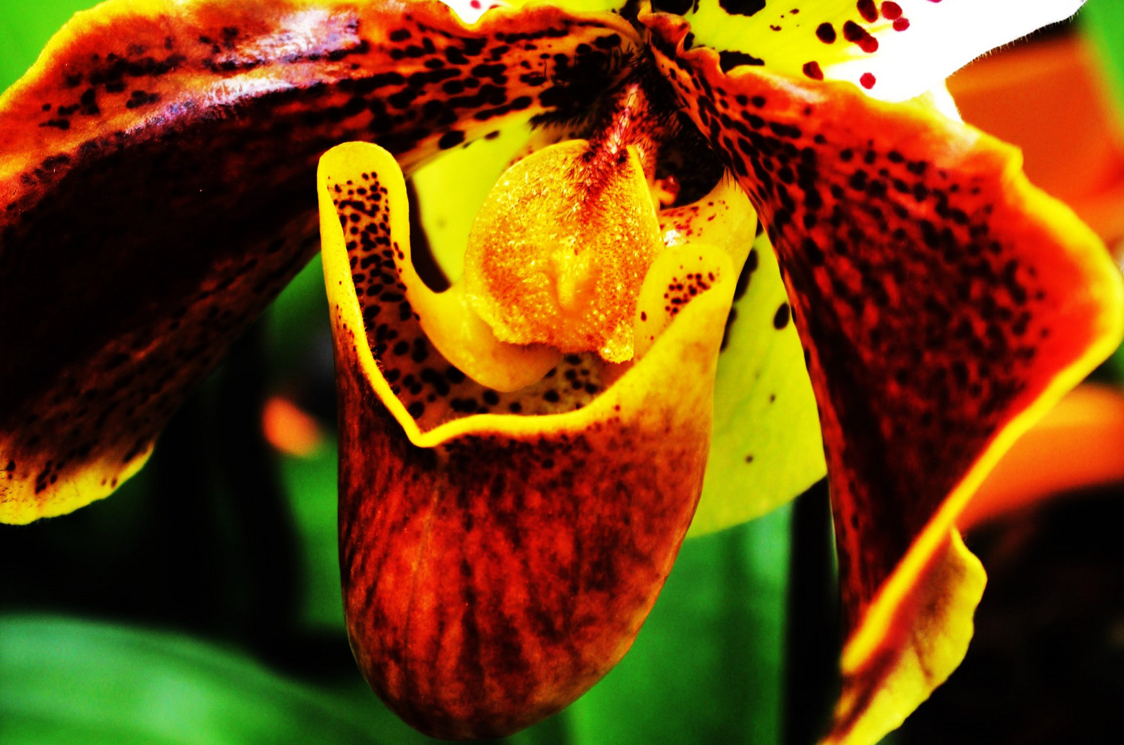eine Orchideenblüte