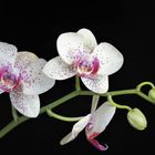 Eine Orchideenrispe zum Mittwoch,