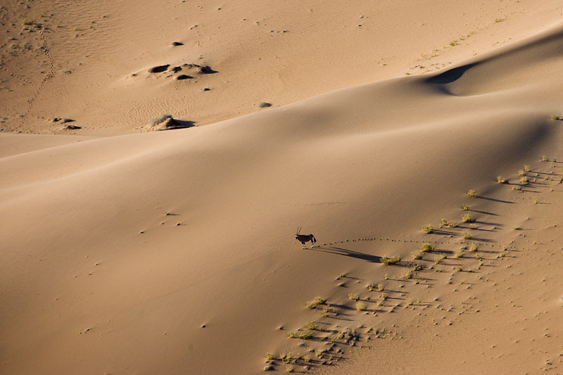 Eine Oryx Antilope durchquert die Wüste Namib