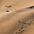 Eine Oryx Antilope durchquert die Wüste Namib