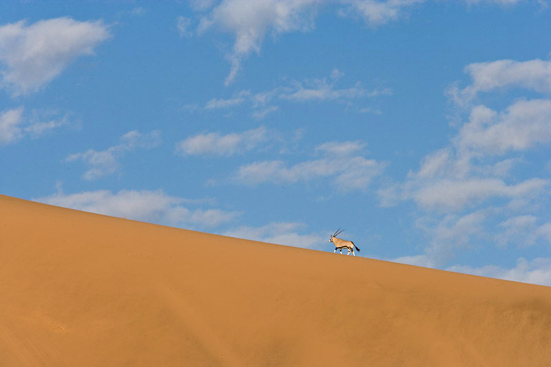 Eine Oryx -Antilope erklimmt den Dünenkamm