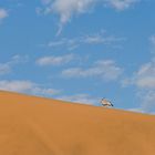 Eine Oryx -Antilope erklimmt den Dünenkamm