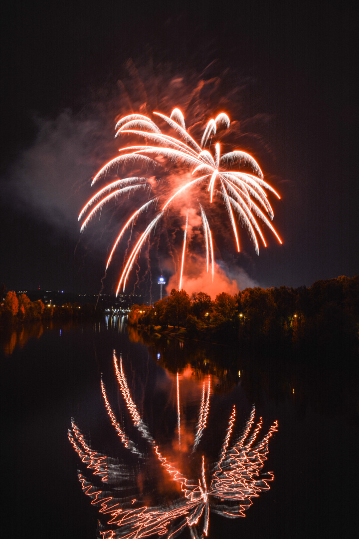 Eine Palme am Neckar