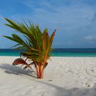 Eine Palme am Strand