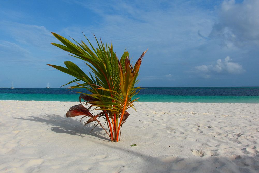 Eine Palme am Strand