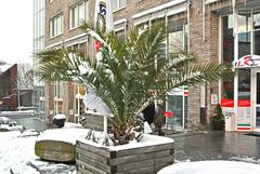 Eine Palme im Schnee vor dem Rathaus von Unna im Dez. 2012