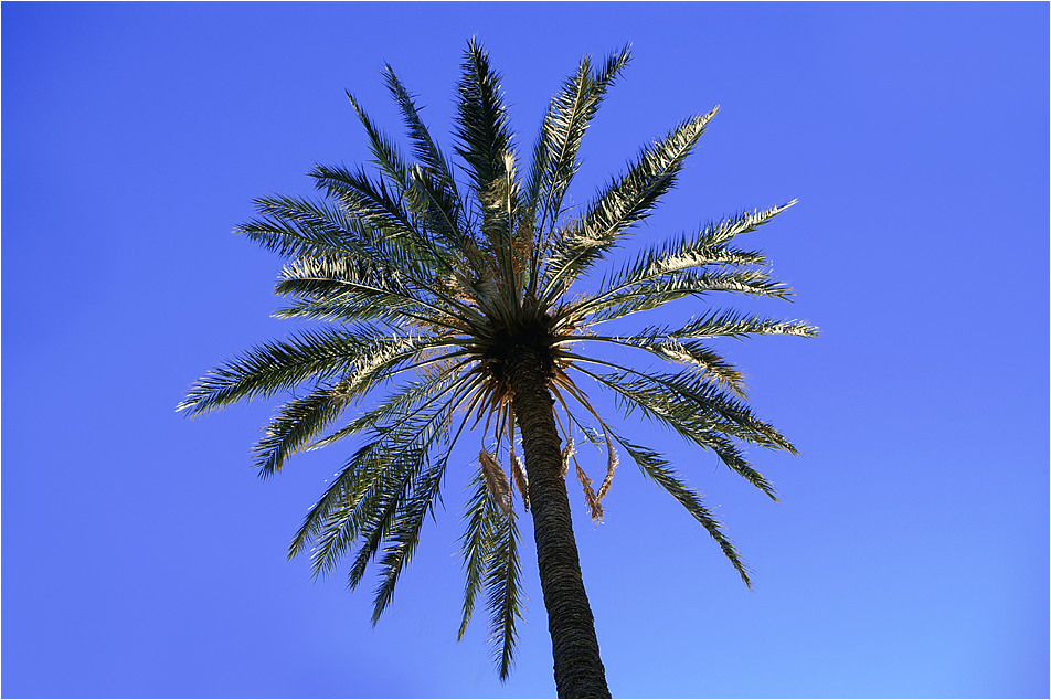 eine Palme ragt in den Himmel