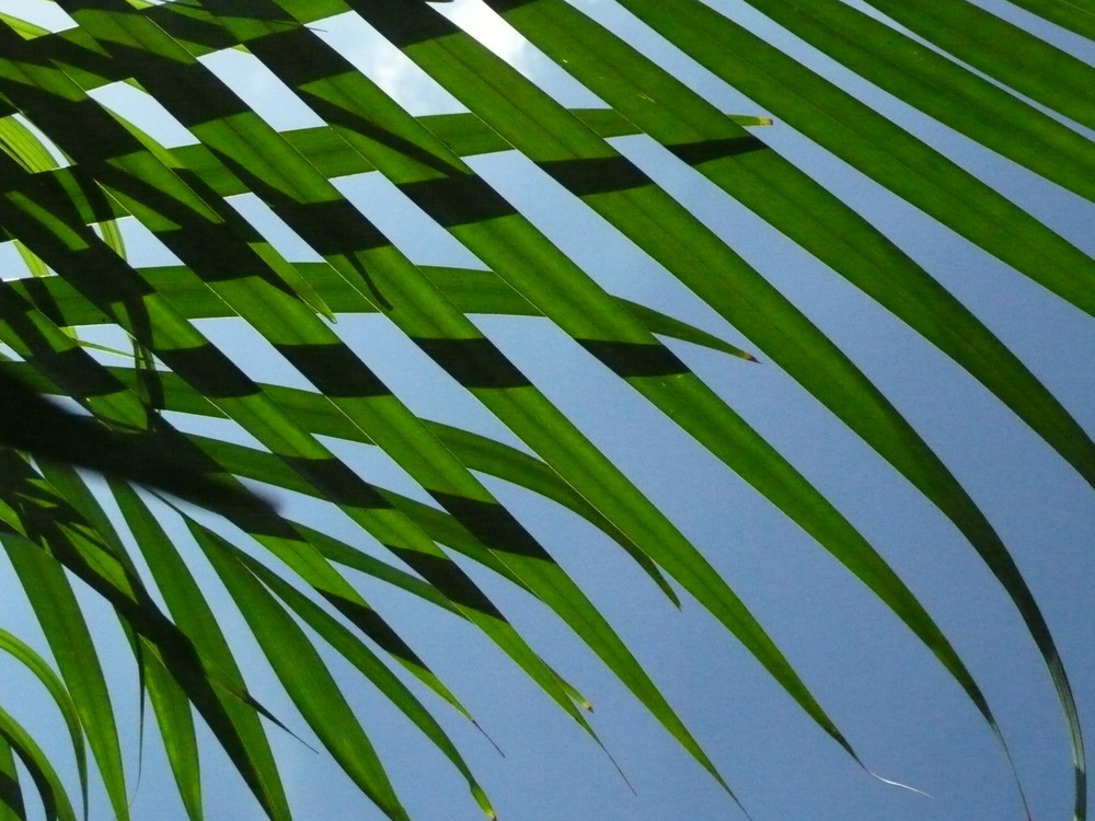 Eine Palme sonnt sich