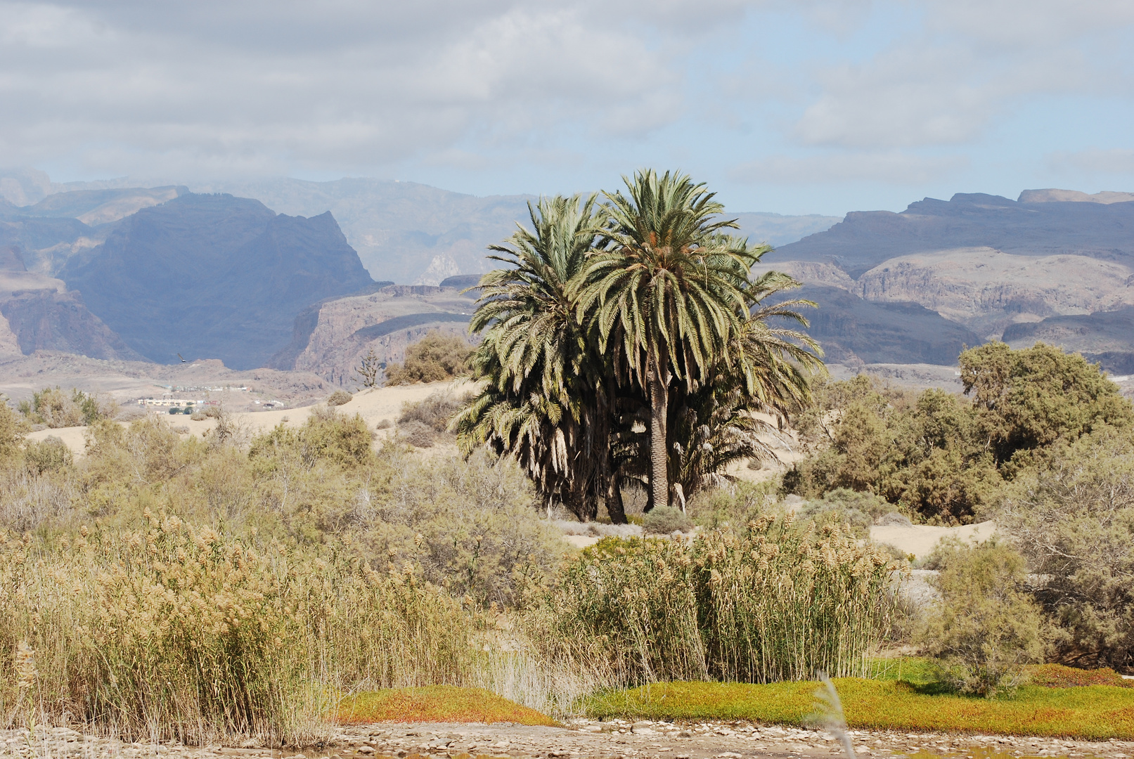 eine Palme und viel Landschaft