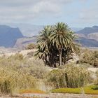 eine Palme und viel Landschaft