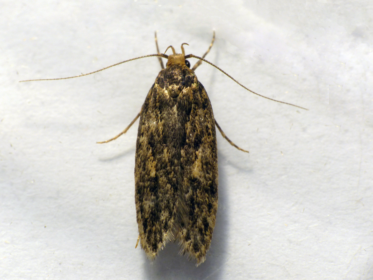 Eine Palpenmotte - Bryotropha domestica.