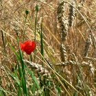 Eine Papaver im Feld